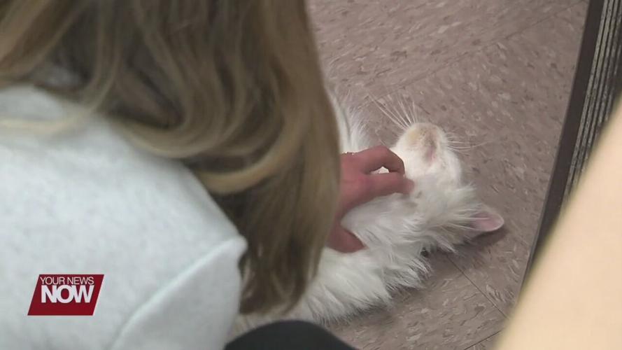 Cat Café gives Shawnee High School students a chance to relax and unwind