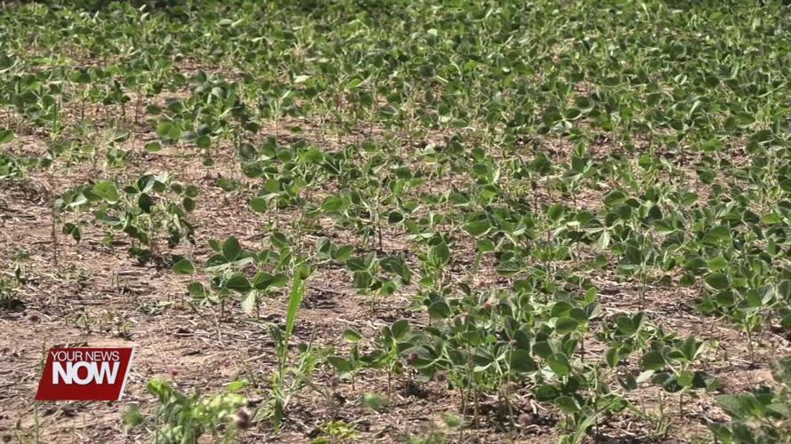 Recent dry weather causing stress on area crops