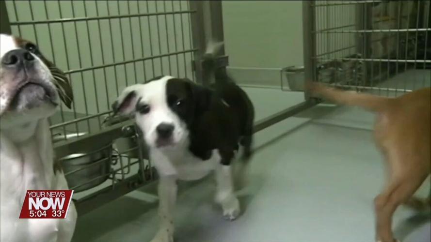 Remember to get your dog licenses, prices double on February 1st