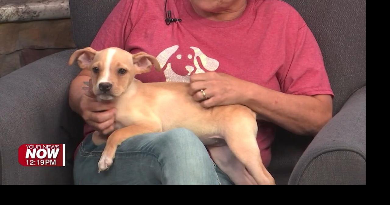 All Starr Pets brings in a dog and cat that need adopted