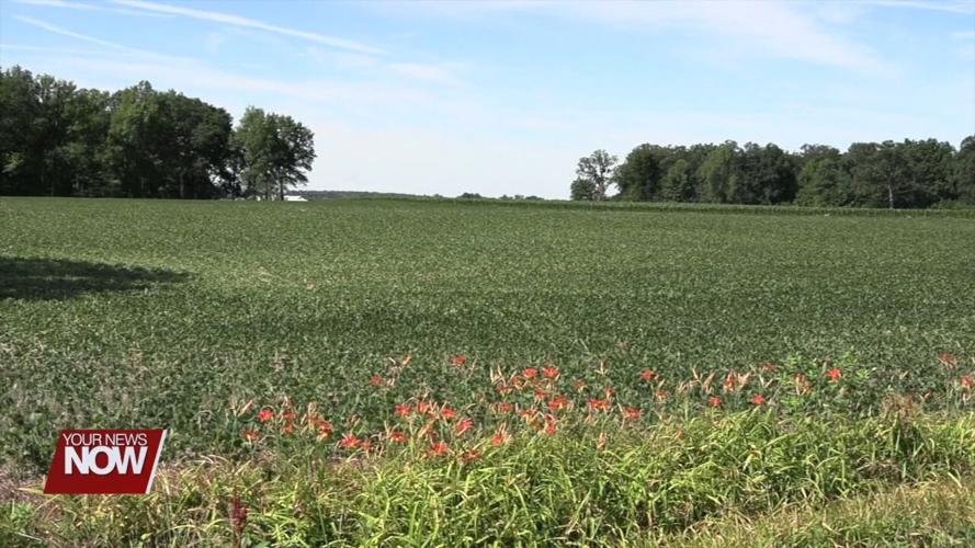 Recent dry weather causing stress on area crops