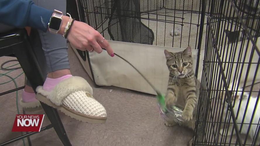 Cat Café gives Shawnee High School students a chance to relax and unwind