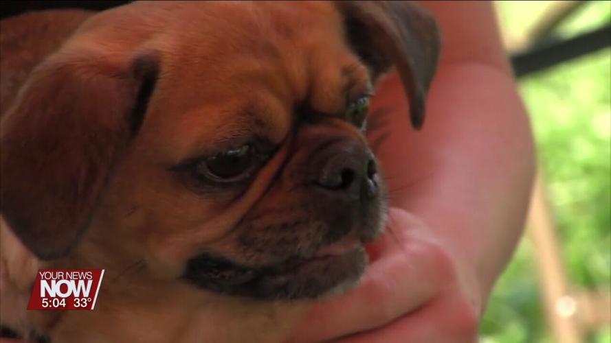 Remember to get your dog licenses, prices double on February 1st