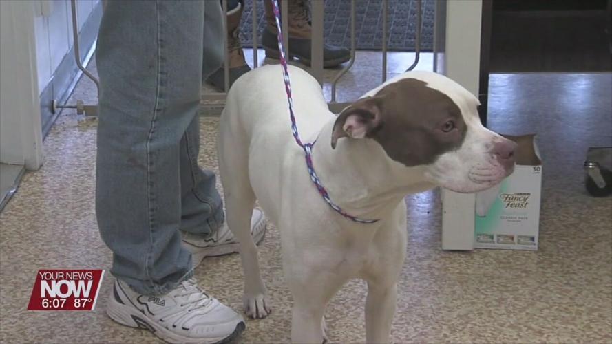 Allen County Dog Warden to increase staff wages to retain current employees and attract new employees