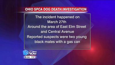 Dog beaten and set on fire in Lima being investigated by Ohio SPCA 1.jpg
