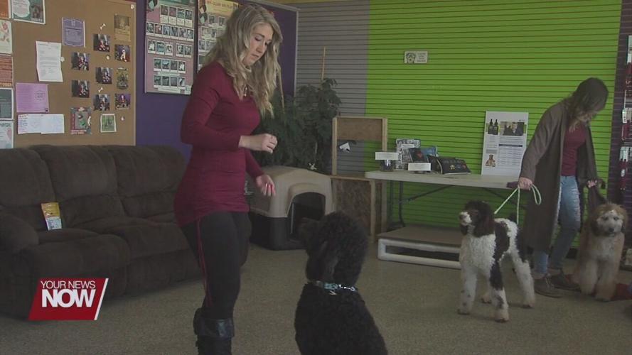 Doggy Daycare branches out to help those in need in a major way