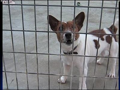 Teddy's Rescue, in need of rescuing