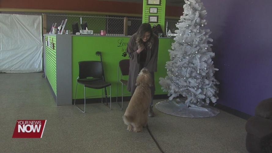 Doggy Daycare branches out to help those in need in a major way