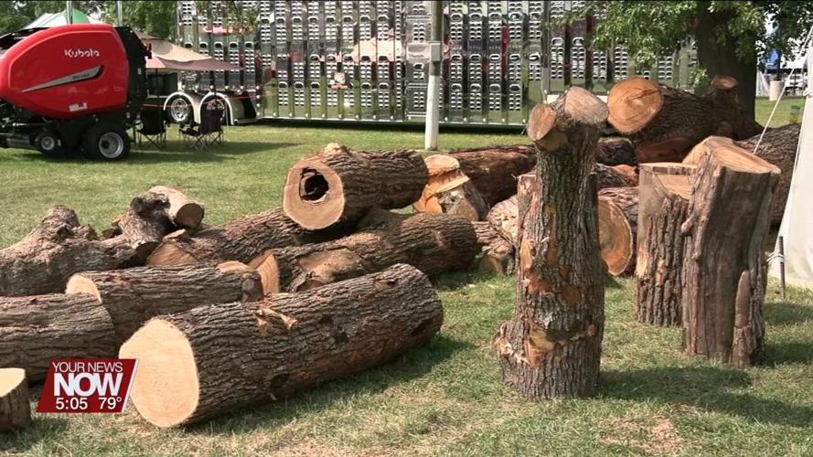 Bear Hollow Wood Carvers use chainsaws to sculpt beautiful art out of wood logs