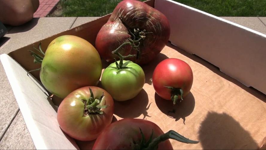 Master gardener provides advice on best time to harvest from your garden
