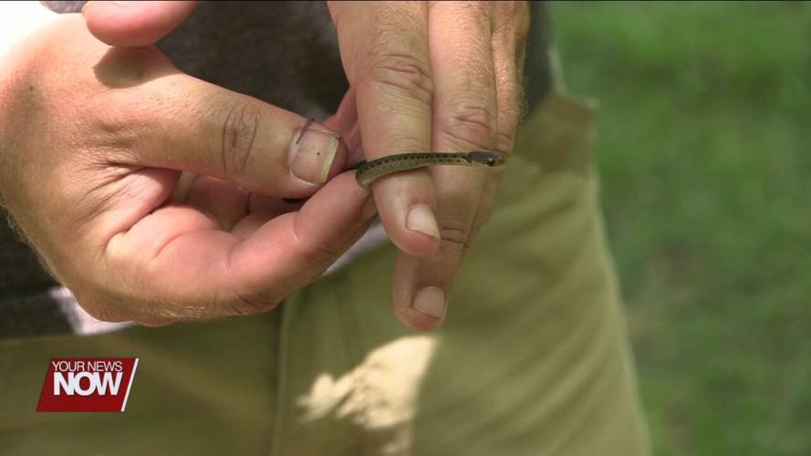 University of Findlay and Bluffton University partner in a volunteer effort to catalog local species