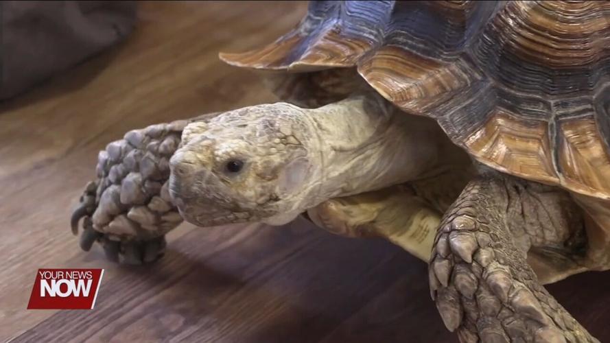 Johnny Appleseed Park District celebrate Duke the Tortoise's 52nd birthday