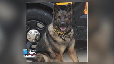Mercer County K9 injured while searching for suspect 1.jpg