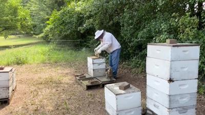 Local beekeepers say honey bee population stable in West Central Ohio