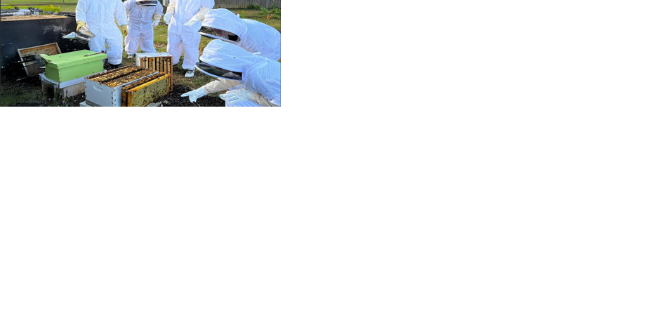 University of Findlay Becomes Bee Campus USA Affiliate