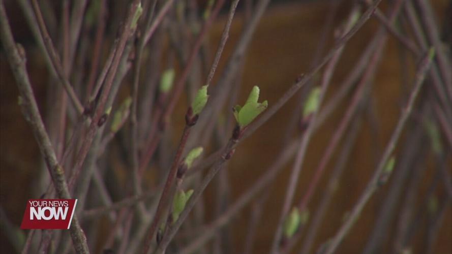 Tree seedling sale is back through Allen Soil and Water Conservation District
