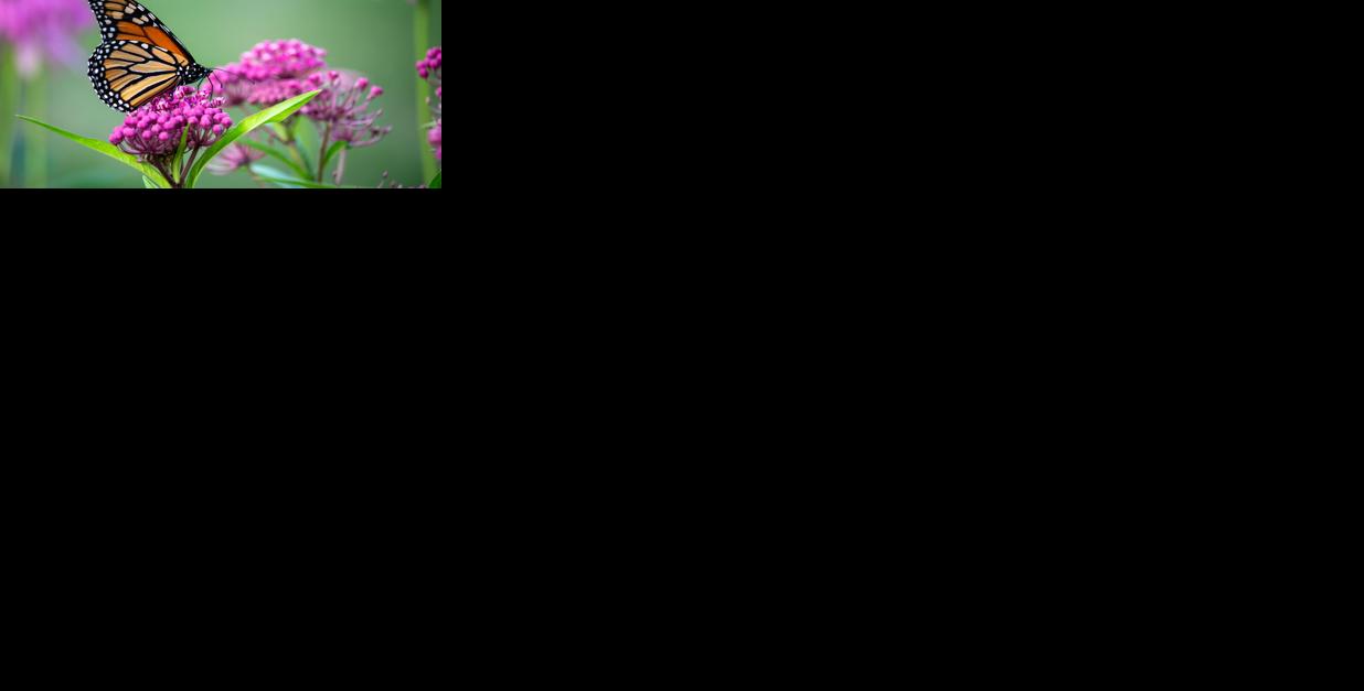 Monarch Butterfly Generic