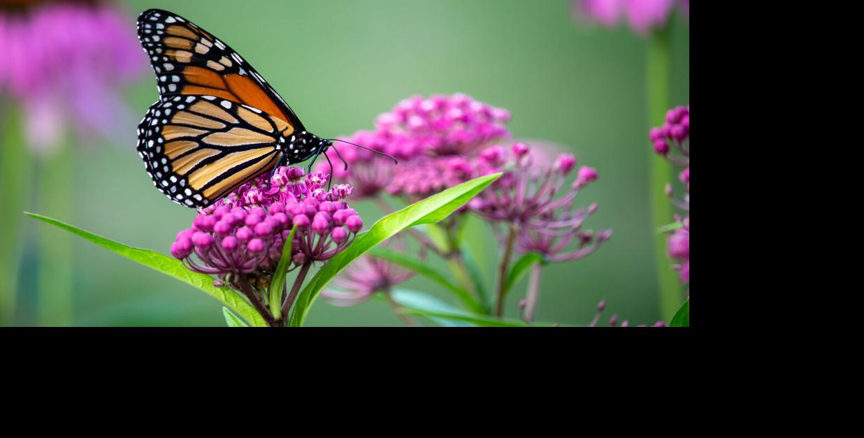 Monarch Butterfly Generic