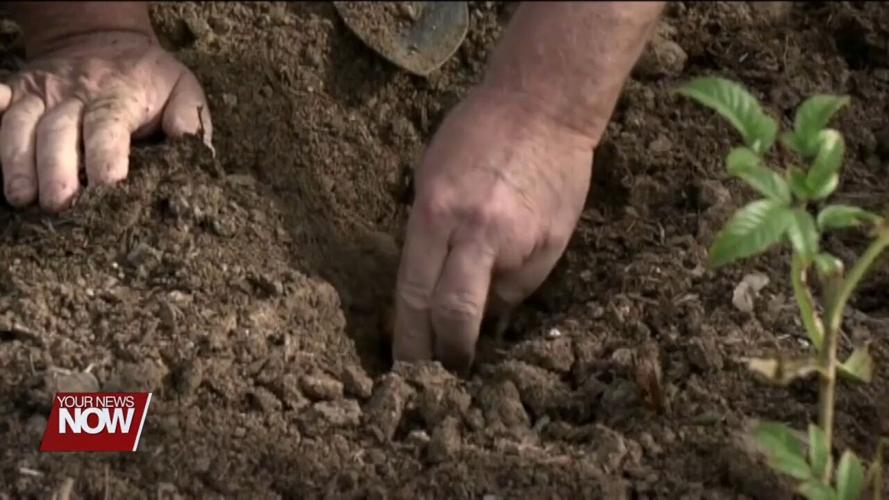 Lima Public Library is thinking spring by offering free seed packets