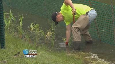 Improving water quality at Faurot Park