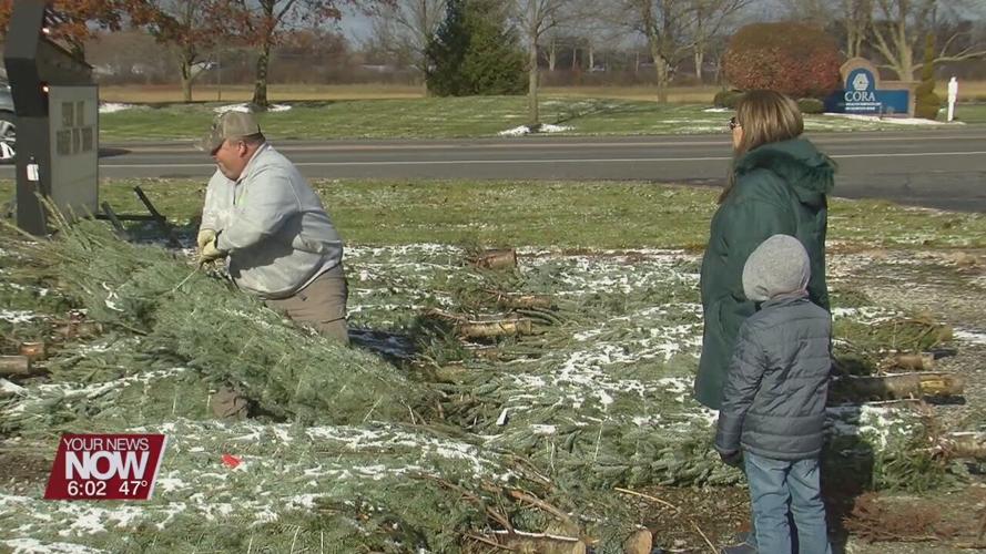 People finding their perfect  Christmas tree, the day after Thanksgiving