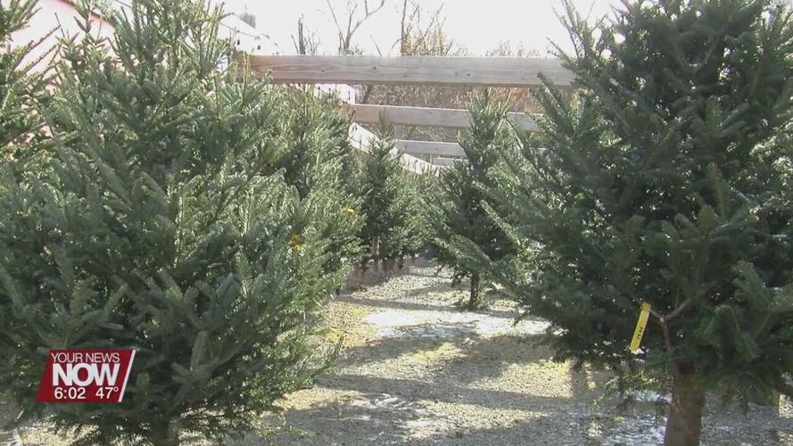 People finding their perfect  Christmas tree, the day after Thanksgiving