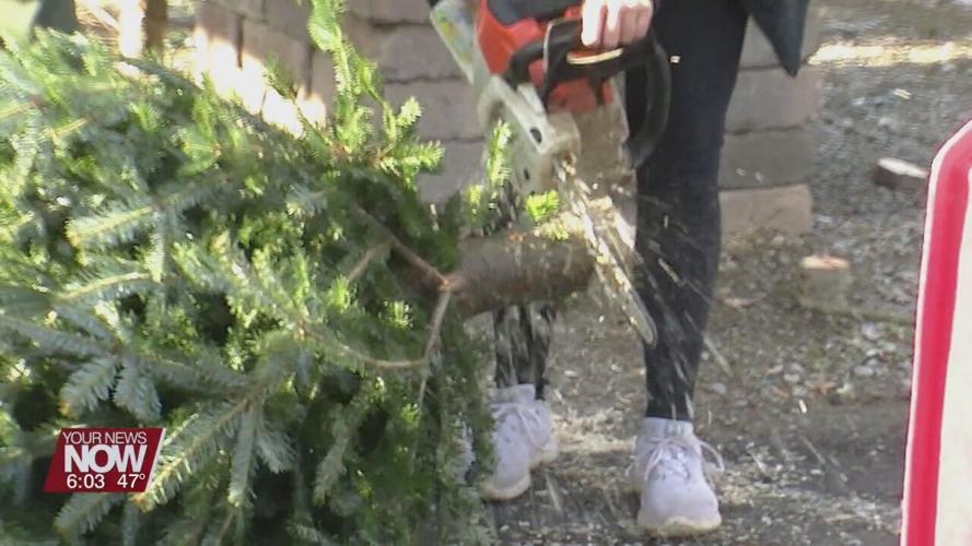 People finding their perfect  Christmas tree, the day after Thanksgiving