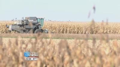 More soybean expected to be planted than corn this year