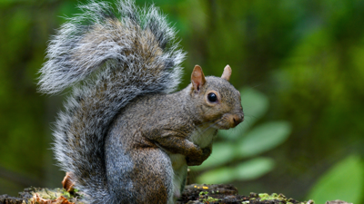 Squirrel generic