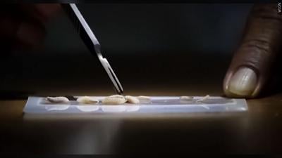 Screwworm case