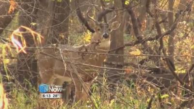 Last Weekend for Deer-Gun Season