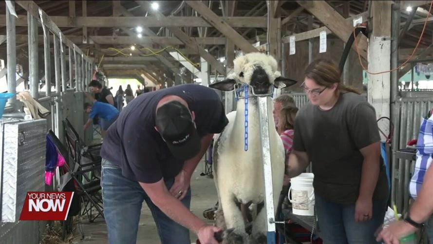 4-H Spotlight: Big dreams come true when showing sheep and lamb