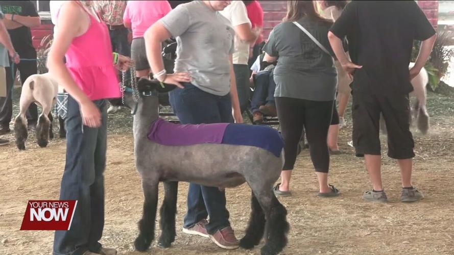 4-H Spotlight: Big dreams come true when showing sheep and lamb