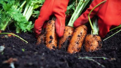 Vegetable Garden Generic