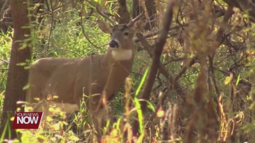 More deer harvested during week long gun season this year than in years past