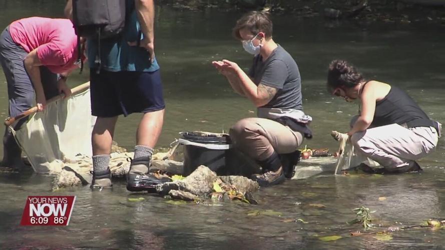 Dam removal and mussel relocation to help improve Ottawa River quality