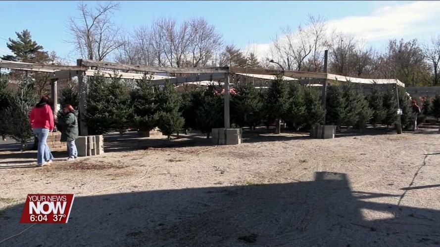 Shoppers visit Blooms by Spieles Nurseries to purchase live Christmas trees