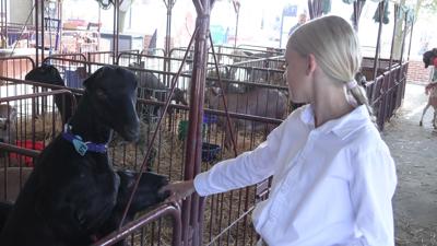 Preparation key for 4-H goat exhibitors at Allen County Fair