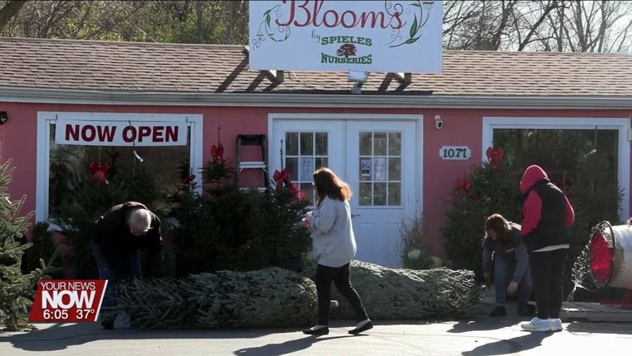 Shoppers visit Blooms by Spieles Nurseries to purchase live Christmas trees
