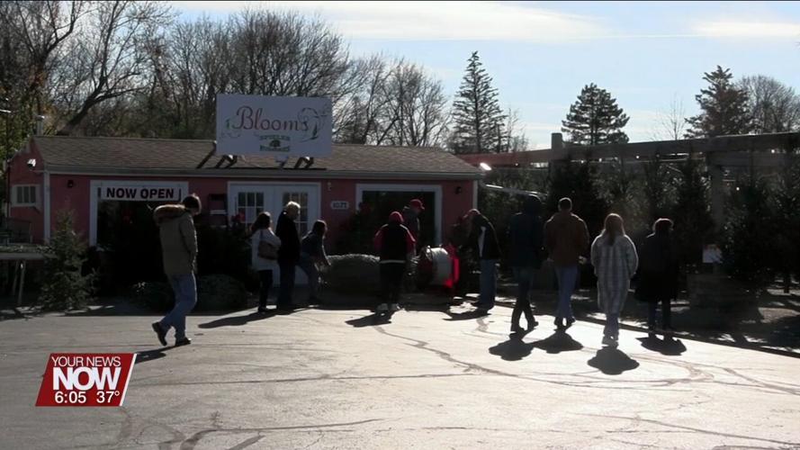 Shoppers visit Blooms by Spieles Nurseries to purchase live Christmas trees