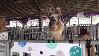 Fair competitors share their love for Llamas and Alpacas