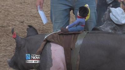 Allen County Fair looks for the Best Dressed Pig