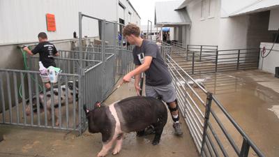 Junior Fair competitors ready to shine in the show ring at Auglaize County Fair
