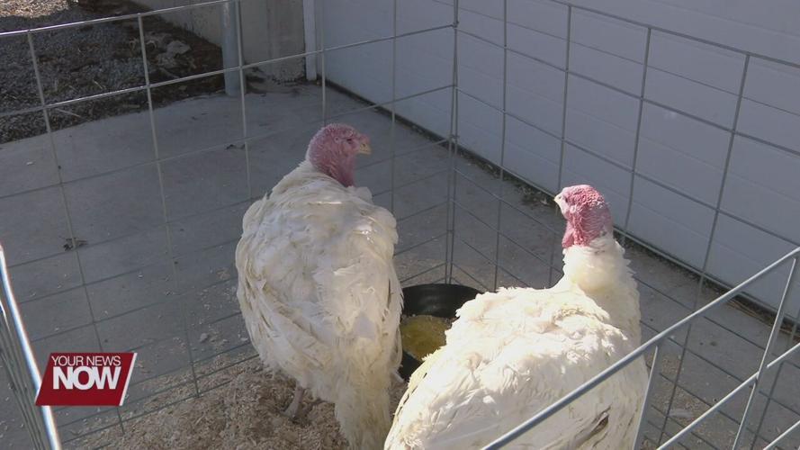 Cooper Farms talking turkey sales and production