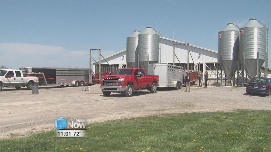 How local hog producers are keeping pork on the table amidst food plant shutdowns