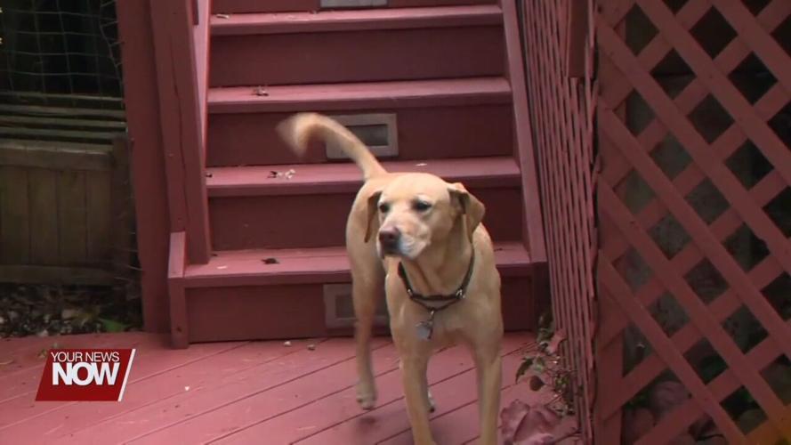 Watch to make sure your dog doesn't run off during fireworks