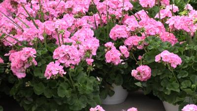 Flowers in Bloom help music thrive for Lima’s Youth