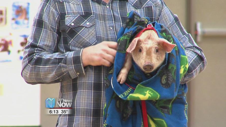 Principal at Allen East kisses a pig for the kids