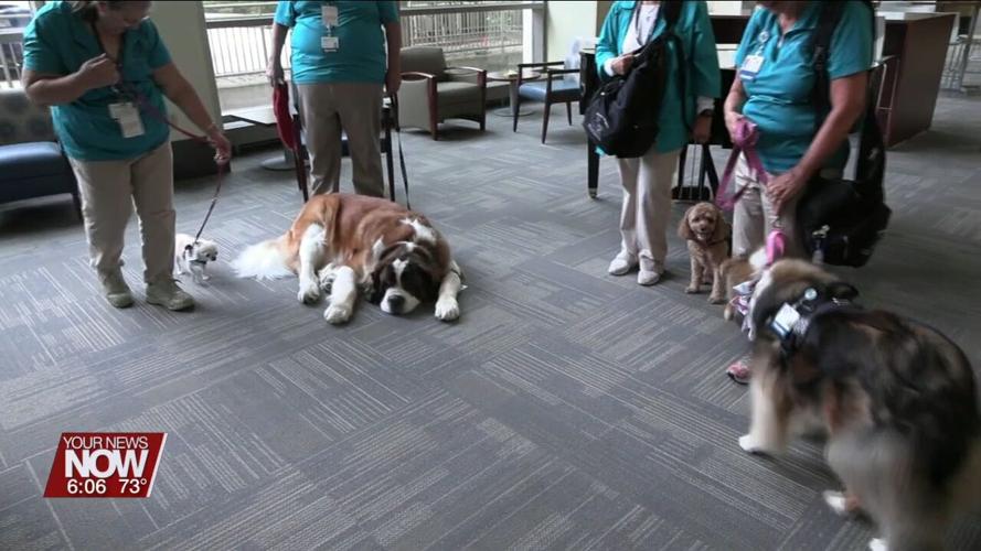 Dogs from the Welcome Waggers program comfort and bring smiles to patients at Mercy Health-St. Rita's
