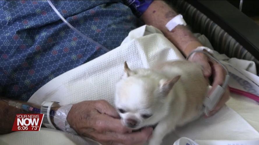 Dogs from the Welcome Waggers program comfort and bring smiles to patients at Mercy Health-St. Rita's